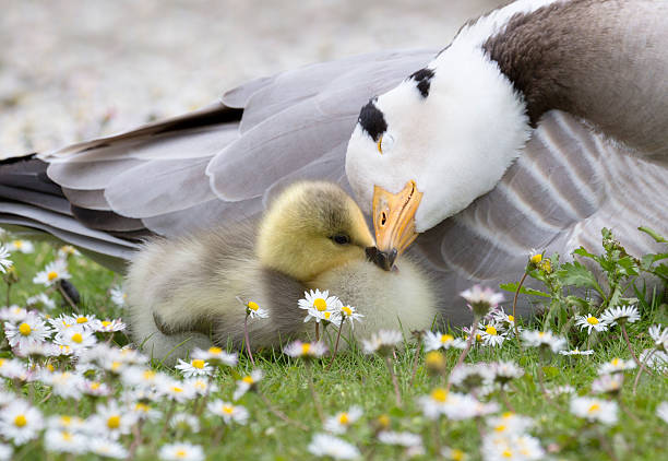 Bar-headed Goose with Chick ( Anser indicus ) Bar-headed goose nuzzling young chick with shallow depth of field among daisy flowers. bar headed goose anser indicus stock pictures, royalty-free photos & images
