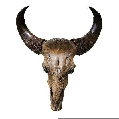Skull of big bull buffalo or gaur