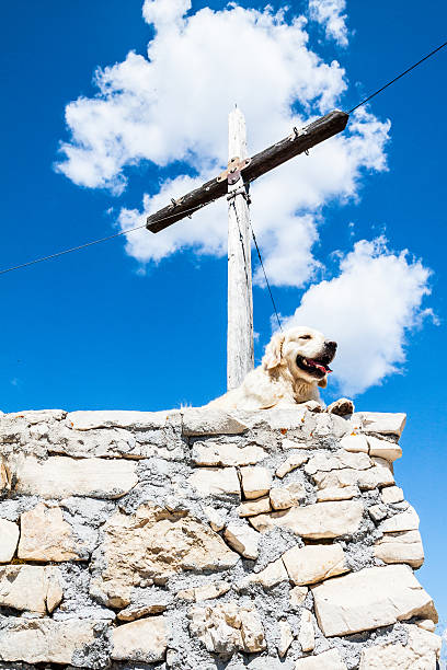 golden retriever no topo - kräftig imagens e fotografias de stock