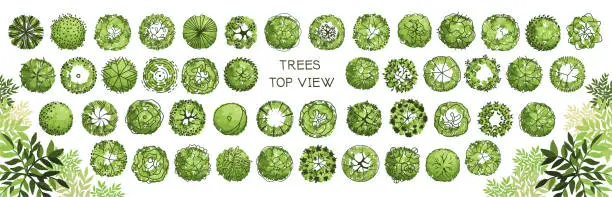 Vector illustration of Tree for architectural floor plans. Entourage design. Various trees, bushes, and shrubs, top view for the landscape design plan. Vector illustration.
