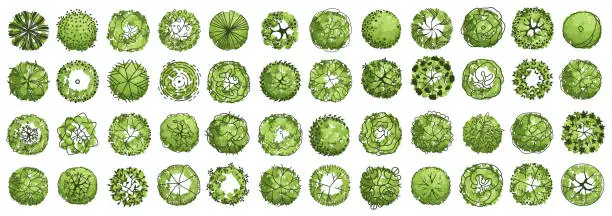 Vector illustration of Tree for architectural floor plans. Entourage design. Various trees, bushes, and shrubs, top view for the landscape design plan. Vector illustration.
