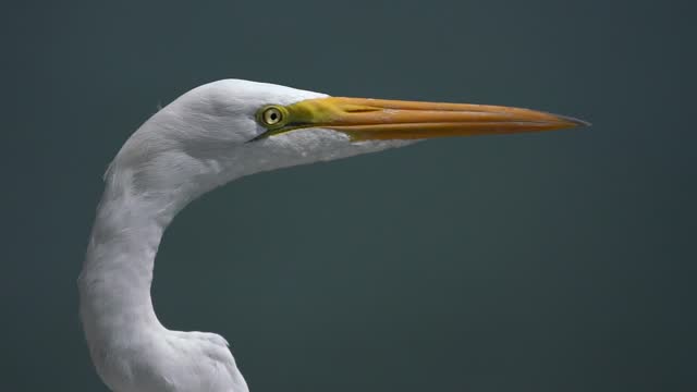Great White Egret close up