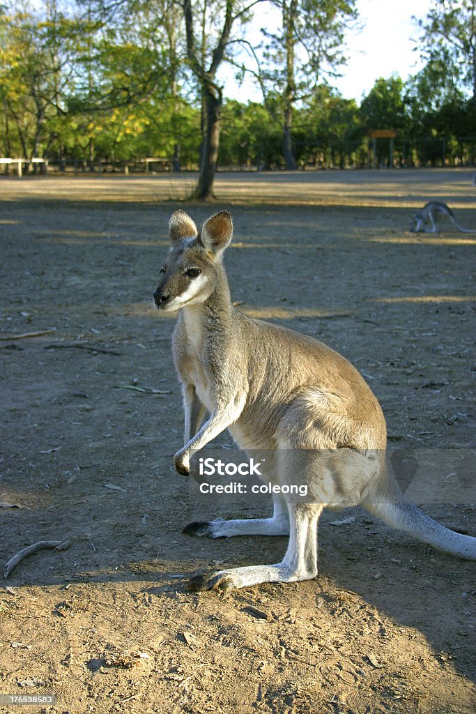 canguro - Foto stock royalty-free di Agricoltura