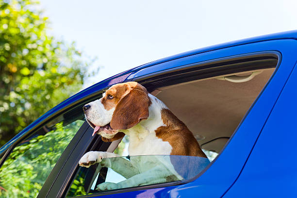istock travel in the blue car 176540198