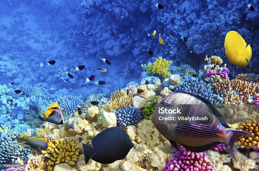 Coral and fish in the Red Sea. Egypt, Africa. Coral and fish in the Red Sea. Egypt, Africa Reef Stock Photo