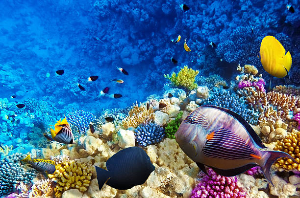 Coral and fish in the Red Sea. Egypt, Africa. Coral and fish in the Red Sea. Egypt, Africa aquatic organism photos stock pictures, royalty-free photos & images