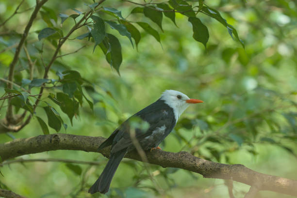 la imagen del pájaro negro de cabeza blanca bulbul en la rama de un árbol contra el telón de fondo de la naturaleza. - thorn black bird tree fotografías e imágenes de stock