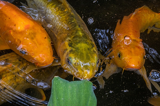 Colourful carps in the clear waters at Tai Tam reservoir, located in the Tai Tam Country Park in the eastern part of Hong Kong Island.