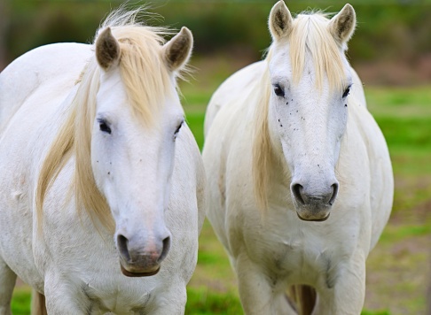 Riding school, a young jockey is riding a beautiful grey-haired thoroughbred horse in his dressage class, they are inside a fence and no one else can be seen.