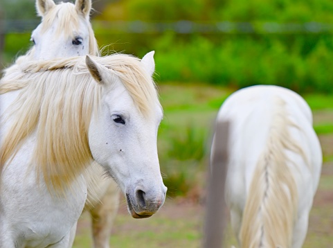 Close-up of a horse in the south of France