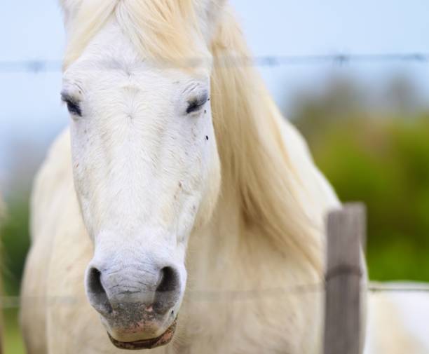 istock The Camargue Horse 1765429940