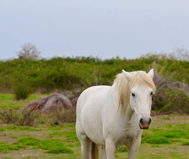 istock The Camargue Horse 1765431030