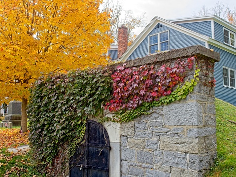 Wall of a house with windows covered with ivy