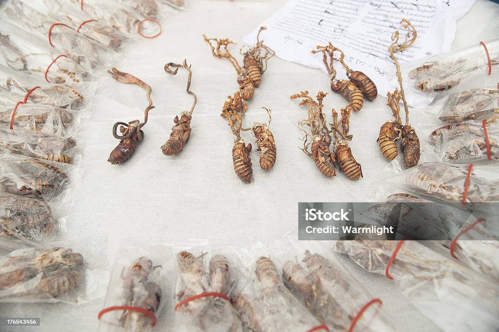 Insetos mortos fossil - Foto de stock de Almoço royalty-free