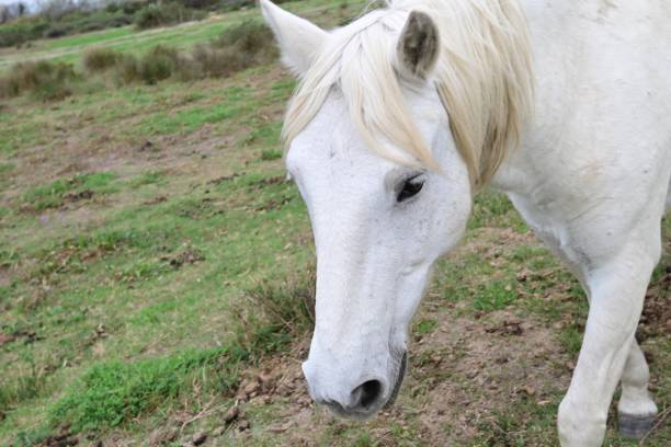 Europe, Spain, Balearic Islands, Mallorca. White horse.