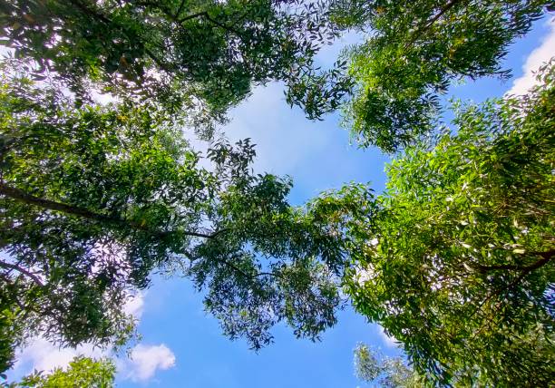 istock Blue sky view through the trees in a forest 1765438867