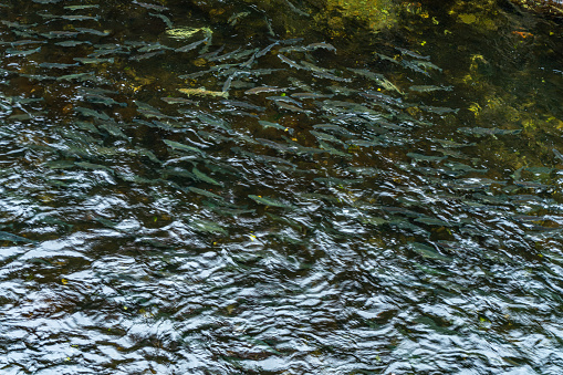 Chum Salmon going up stream in Qualicum, British Columbia, Canada