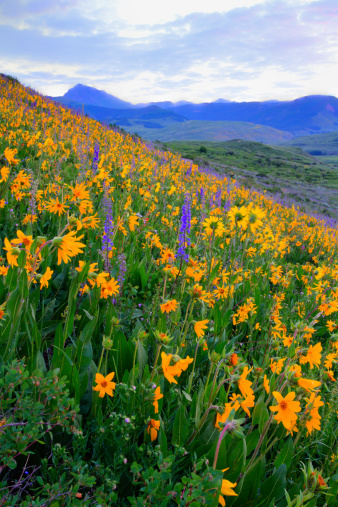 Yellow wildflowers in full bloom in the mountains.