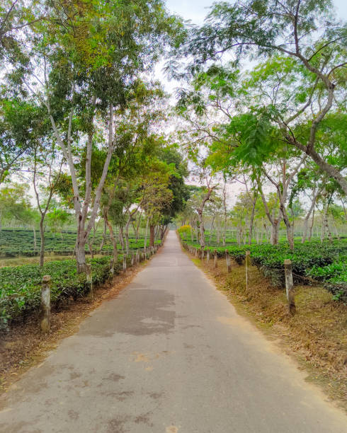 istock A solitary road through a tea garden 1765447152