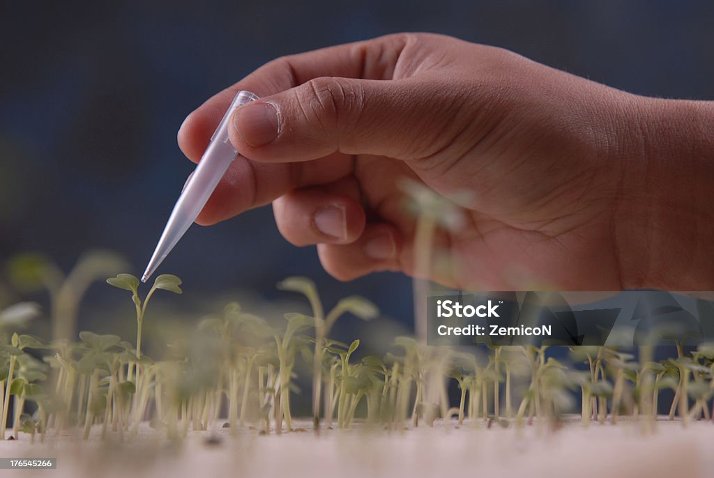 plant tissue culture hand is droplet water to young plants Agriculture Stock Photo