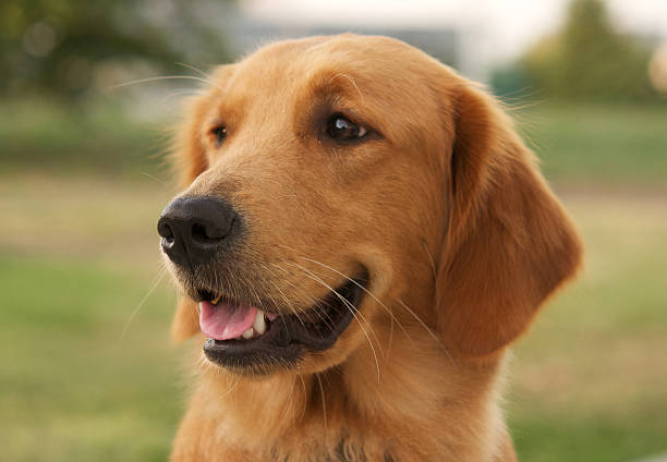 A portrait of a smiling Golden Retriever