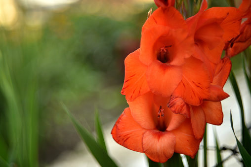 Bright orange and pink gladioli flowers on a green garden. Beautiful color of Gladiolus L flowers in a beautiful side.