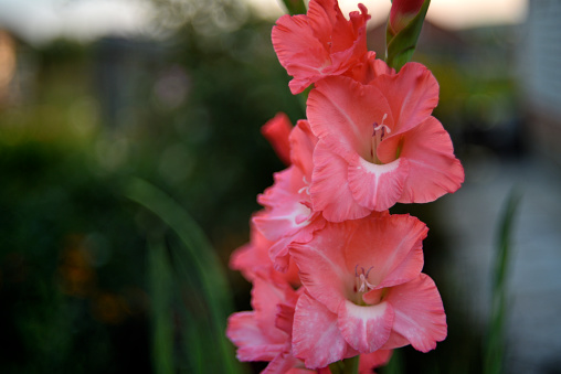 Bright orange and pink gladioli flowers on a green garden. Beautiful color of Gladiolus L flowers in a beautiful side.