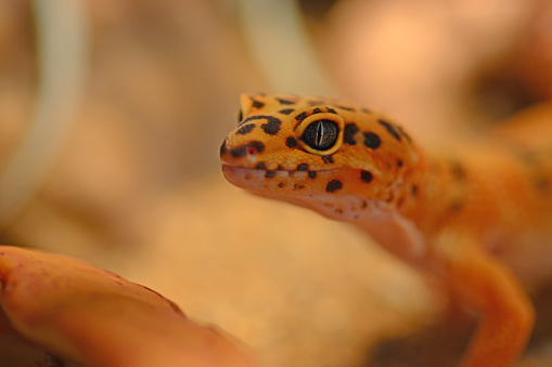 Leopard gecko living inside of a terrarium.