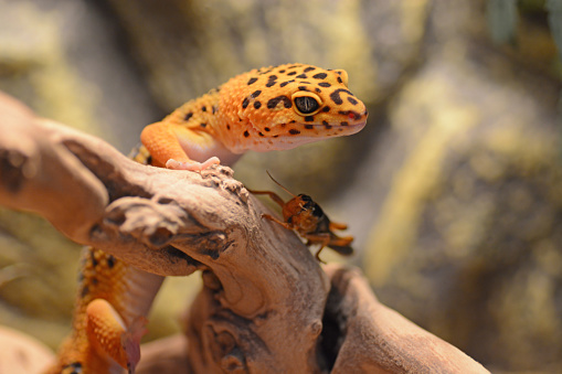 Leopard gecko living inside of a terrarium. Animal behaviour : hunting gecko, Looking over the grasshopper.