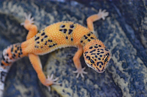 Leopard gecko living inside of a terrarium. Animal behaviour.