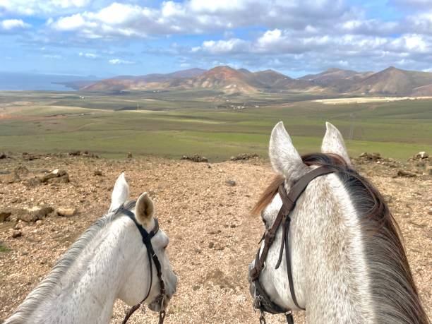 istock Horses enjoying the view 1765469833