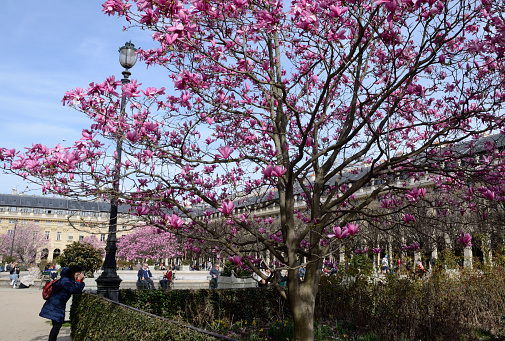 Paris, France - March 16, 2023: Woman taking a photo in the beautiful gardens of the Royal Palace in Paris, France.
