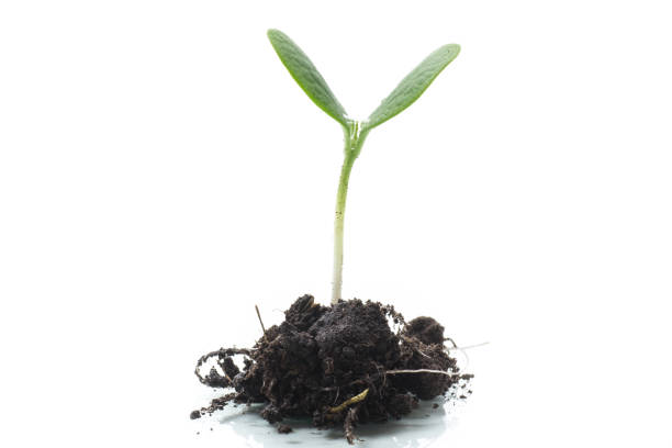 istock Green sprouts growing from soil on white background 1765470411