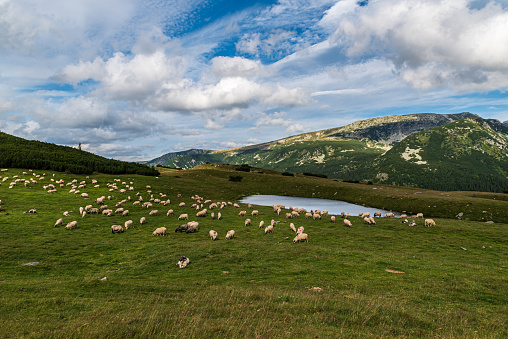 Pictures of sheep in the meadow. Shot in xinjiang, China.