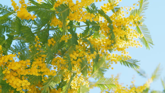 Acacia Dealbata Or Mimosa Tree With Bright Yellow Flowers. Yellow Flowers On Branches Of Silver Wattle. Close up.