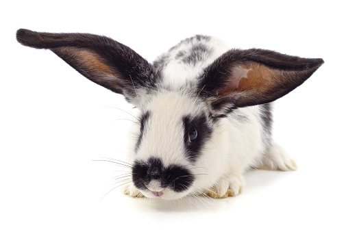 White rabbit with black spots isolated on a white background.