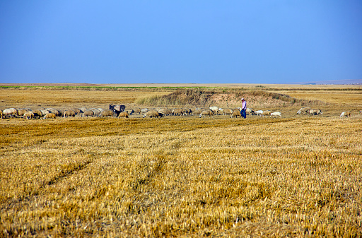 Gauchos on horseback herding Aberdeen Angus cattle down hillside and through outcrop in dusty enclosure.