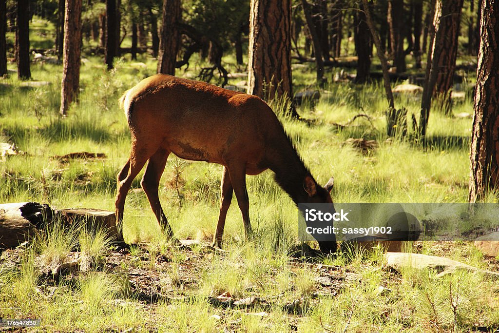 Alce Wapiti de Pastar - Royalty-free Animal Foto de stock