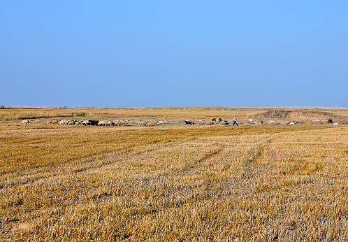 Kırşehir, Turkey - August 9, 2023: Dairy farm view with shepherd on a steppe land in kırşehir middle anatolia turkey, there are dairy farms and Agriculture planting areas with adobe house in village in kırşehir turkey in a sunny day. Village view on a steppe land in kırşehir middle anatolia turkey, there are Agriculture planting areas with adobe house in village in kırşehir turkey in a sunny day.