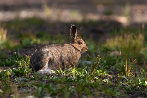 With white hind feet, a snowshoe hare nibbles on grass in the Mount Evans wilderness, Colorado.