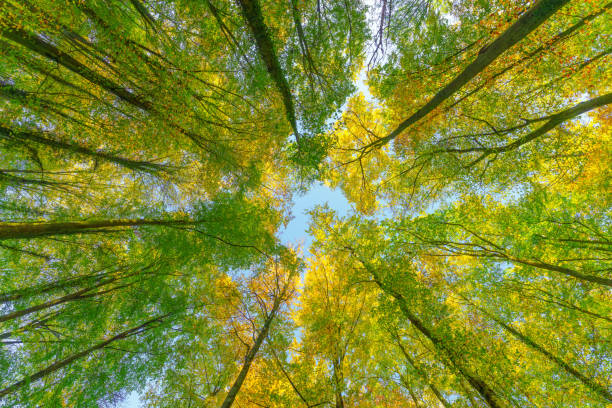 istock Autumn forest with setting sun shining through leaves and branches. Nature, forestry, Trees, habitat, environment and sustainability concepts, desktop 1765484356