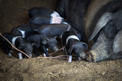 Black-belted Domestic Pig - Mother Pg and Small just few days old young Piggies of this Autochthonous Breed from Slovenia, Europe