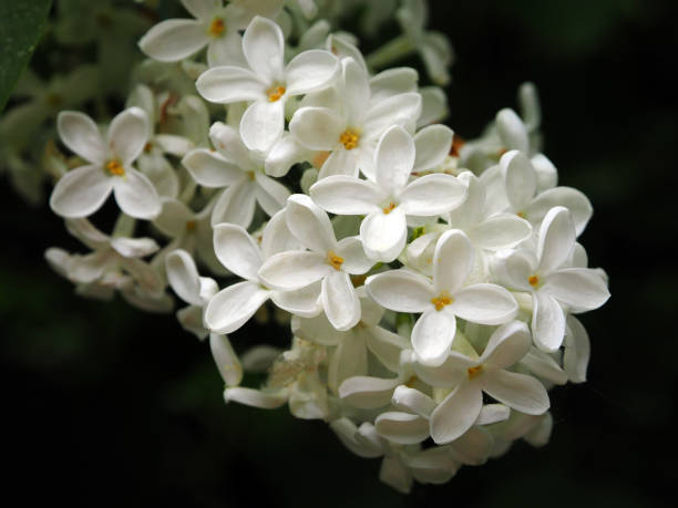istock Floral background. Spring delicate flowers. 1765487038