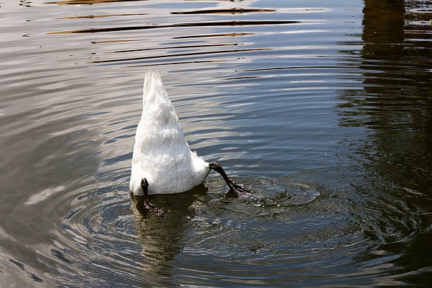 swan buceo para alimentos - underbelly fotografías e imágenes de stock