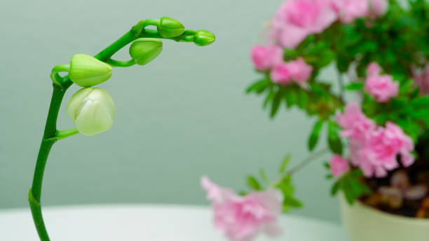 istock Beautiful magnolia flower bud on white background. 1765487649