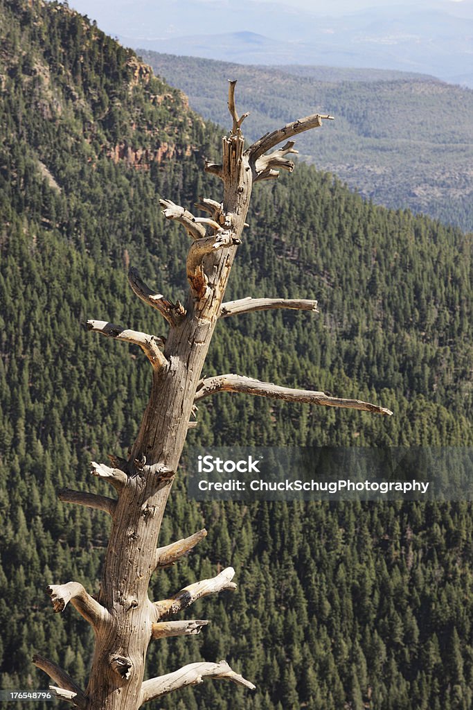 Nua Árvore morta Mogollon Rim - Royalty-free Ao Ar Livre Foto de stock