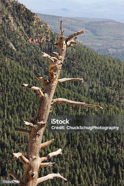 Nua Árvore Morta Mogollon Rim - Fotografias de stock e mais imagens de Ao Ar Livre - Ao Ar Livre, Arizona, Flora