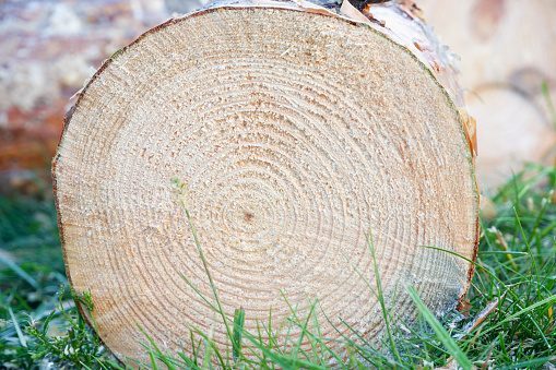Closeup Of A Tree Stump Pattern With Moss