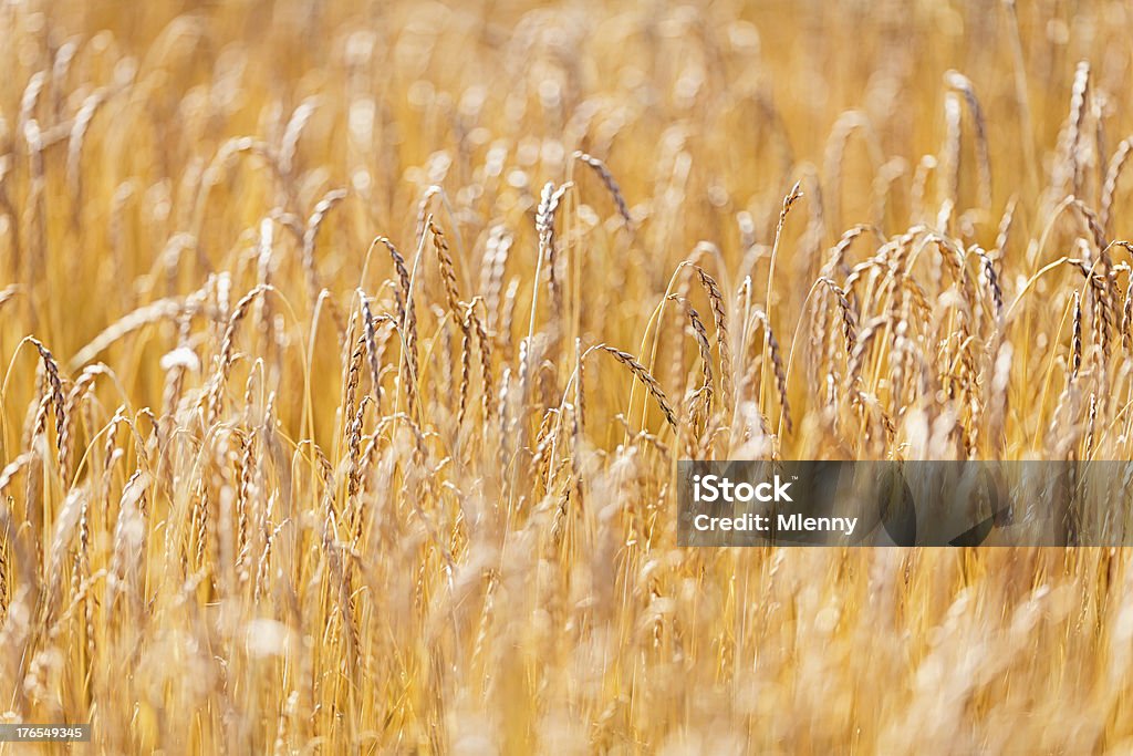 Golden campo di grano in estate - Foto stock royalty-free di Agricoltura