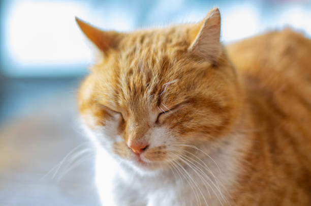 istock portrait close-up cat photo background 1765500591